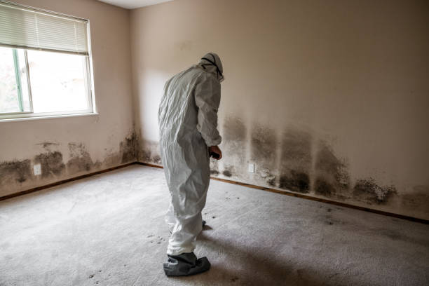 Trusted North Eagle Butte, SD Mold Inspection, Removal & Remediation Experts